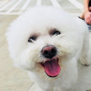 Meet your Posher, Sam